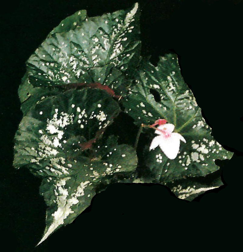 B. ‘Kirara’